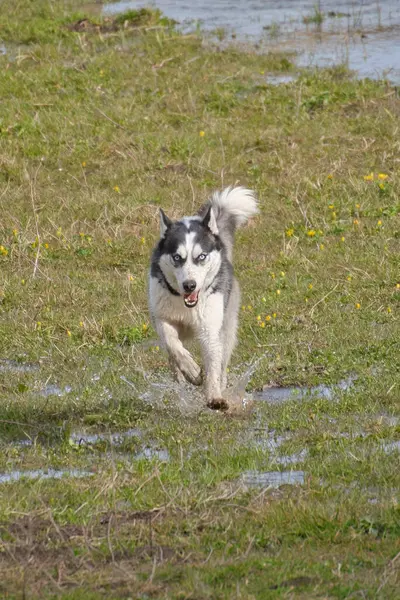 Sibirya Husky kırmızı erkek açık havada