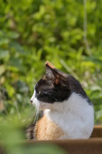 Bir Köpek ve Kedi Oyun, Yavru Köpek ve Kedi, Köpek ve Kedi Birlikte Oynuyor