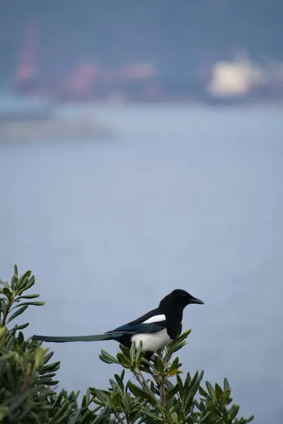 Ölü bir dalda oturan Avrupalı Magpie Pica pica