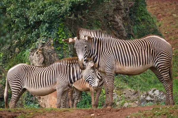 stock image Africa sunset. Plains zebra, Equus quagga, in the grassy nature habitat with evening light in Lake Mburo NP in Uganda. Sunset in savanah. Animals with big trees.