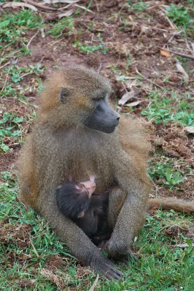 Bebek Siyah Uluyan Maymun (Alouatta caraya)