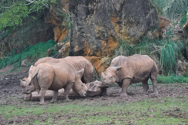 Beyaz gergedan, kare dudaklı gergedan veya gergedan (Ceratotherium simum) ve kırmızı gagalı öküzkakan (Buphagus erythrorynchus). Mpumalanga. Güney Afrika.