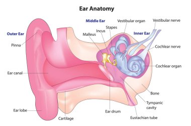 İnsan kulak anatomisi (insan kulağının biyolojik yapısı)