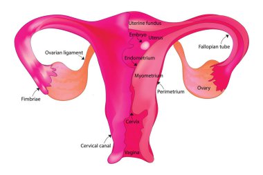 Kadın üreme sisteminin biyolojik anatomisi