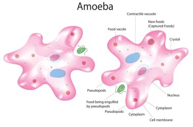 Amip hücresinin biyolojik anatomisi
