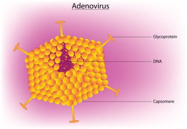 Adenovirüsün biyolojik yapısı
