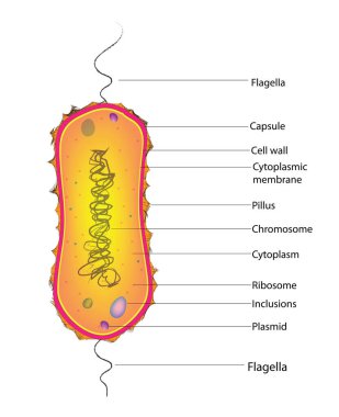 Amphitrichous Bakterisi - her iki ucunda da tek bir flagellum var.