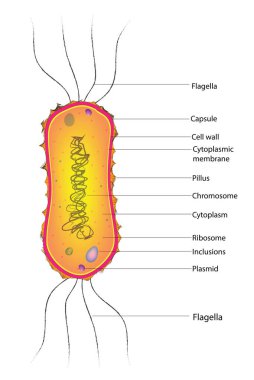 Amphilophotrichous Bakterileri: Amphilophotrich Bakterileri üzerine kırbaç düzenlemesinin biyolojik illüstrasyonu.