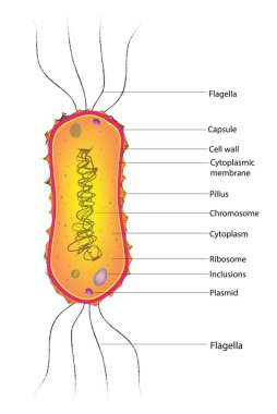 Amphilophotrichous Bacteria: Biological illustration of flagella arrangement on Amphilophotrichous Bacteria. clipart
