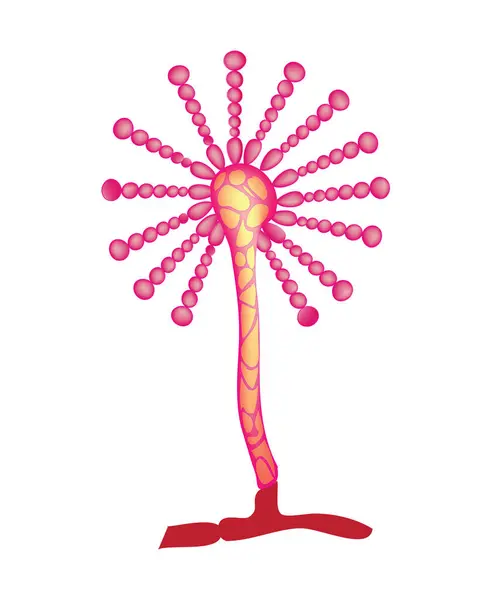 stock vector Microbiological illustration of aspergillus (aspergillus structure)