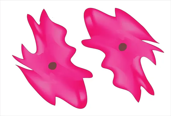 Amoeba hücresinin temel anatomisi