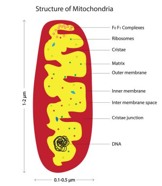 Tipik Mitokondrinin Ayrıntılı Anatomisi