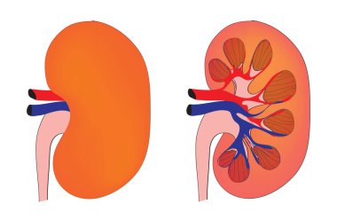 İç ve dış insan böbreği anatomisi