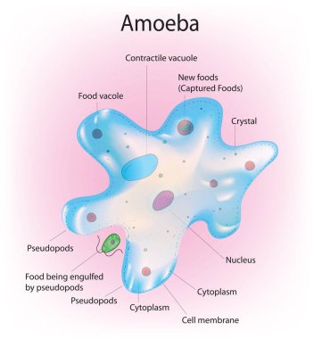 Labeled anatomy of amoeba cell clipart