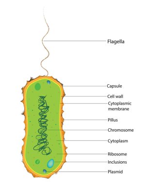 Monotrichous Bakterilerinin biyolojik anatomisi (tek kutup flagellum)