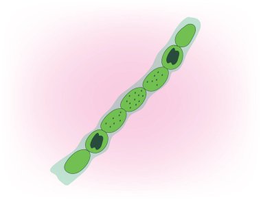 Nostoc - classification, structure, diagram clipart