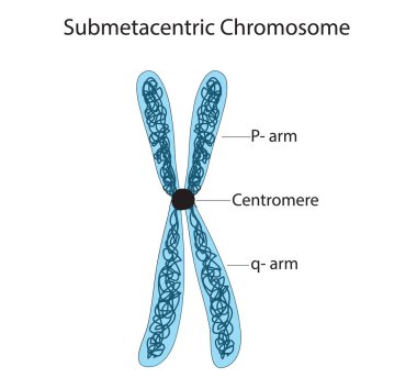 Submetacentric Kromozom - p-arm, q-arm