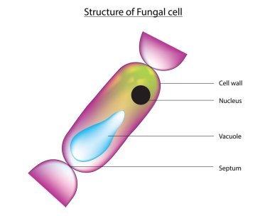 Tipik mantar hücre anatomisi - mantar hücre diyagramı