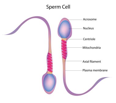 Sperm hücrelerinin biyolojik yapısı
