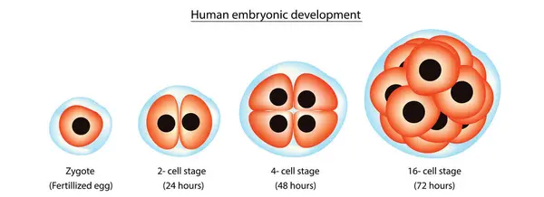 İnsan embriyonik gelişim diyagramı