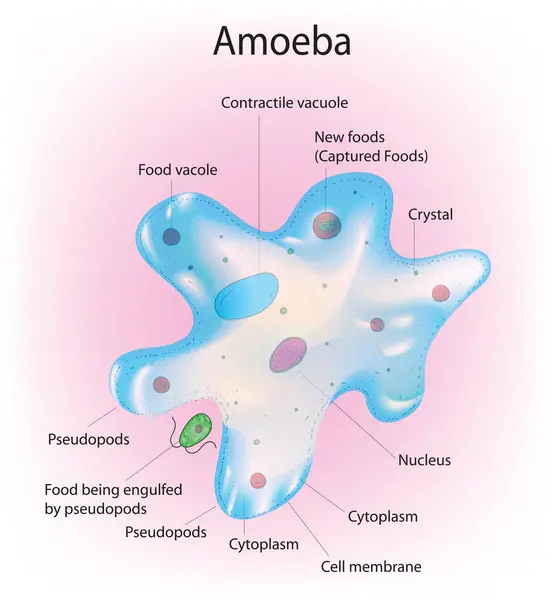 Amip hücresinin etiketli anatomisi