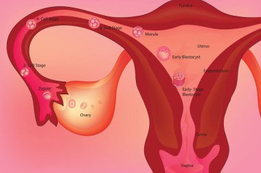 İnsan embriyonik gelişiminin aşamaları