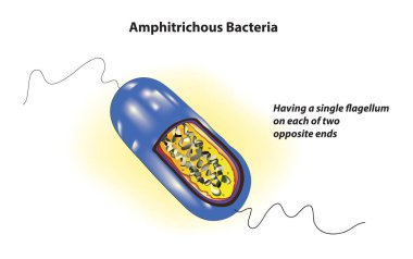 Amphitrichous Bakterisi - her iki ucunda da tek bir flagellum var.