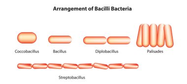 Bacilli Bakteri Düzenleme - Bacillus Sınıflandırma