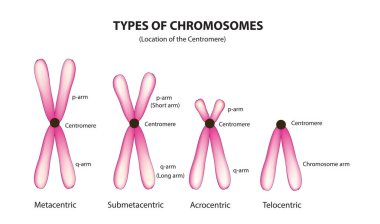 Sentromerden kromozom sınıflandırması