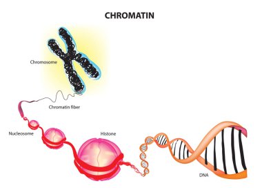 Chromatin histone chromosomal DNA clipart