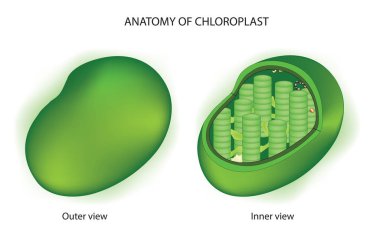 Chloroplast outer and inner structure clipart