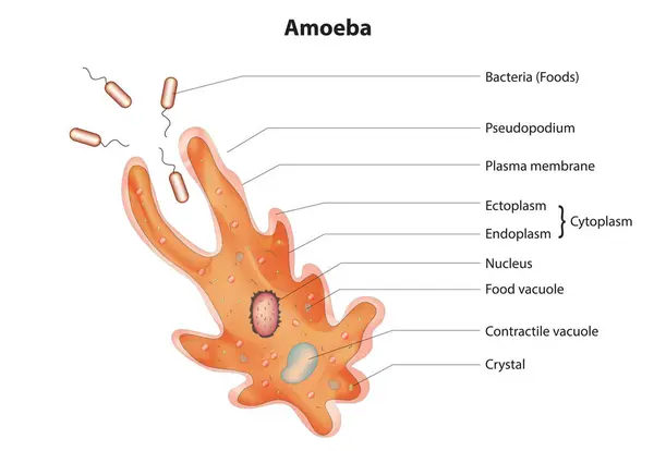 Amoeba proteusu etiketli diyagram