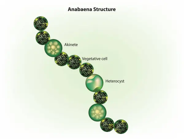 Anabaena yapısı - plankton olarak var olan lifli siyanobakteri