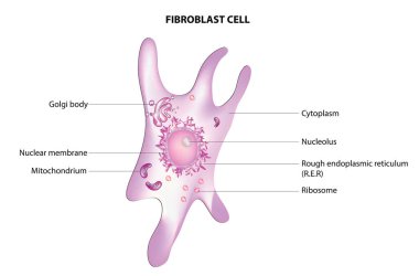 Fibroblast - bağ dokusu oluşumuna katkıda bulunan bir hücre tipi