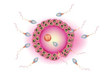 İnsan feralizasyonu: Sperm ve yumurtalık hücresi