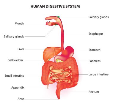 İnsan Sindirim Sistemi Anatomisi