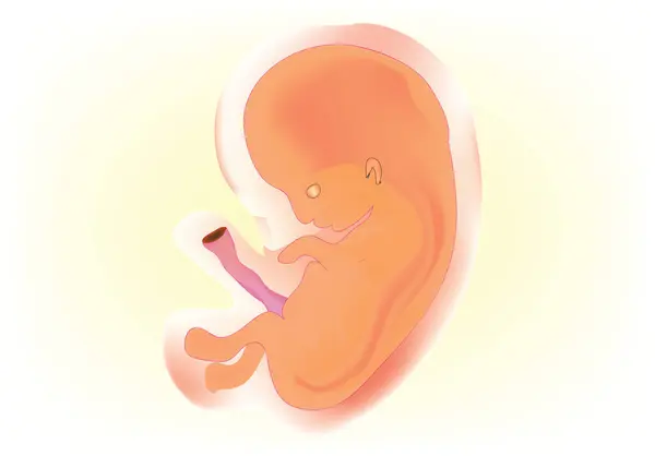 İnsan fetüsü (fetüs anatomisi))