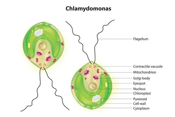 Chlamydomonas 'ın etiketli yapısı