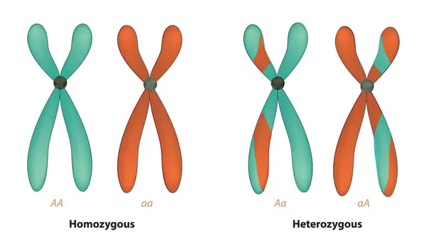 homozigot ve heterozigot kromozomlar