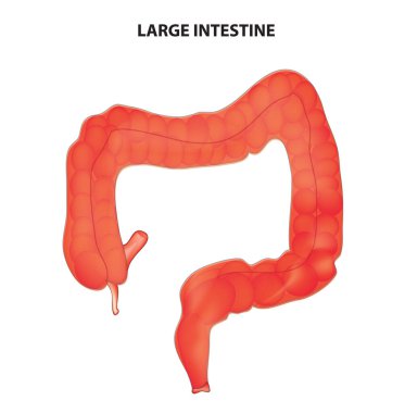 Kalın bağırsağın biyolojik anatomisi