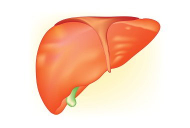 Anatomi insan karaciğer