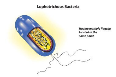 Lophotrich Bakteri Anatomisi diyagramı
