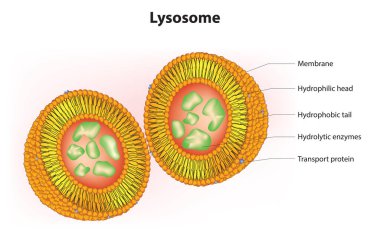 3D Lysosome diyagramı (Lysosomal anatomi)