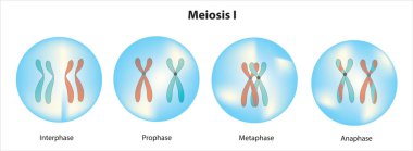 Meiosis 1 - Stage of meiosis clipart