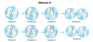 Meiosis 1 - Stage of meiosis clipart