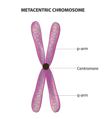 Biomedical illustration of metacentric chromosome clipart