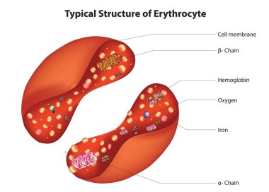 Kırmızı kan hücresi şeması, kırmızı kan hücresi yapısı, kırmızı kan hücresi anatomisi, içerideki kırmızı kan hücresi, eritrosit yapısı, eritrosit diyagramı.