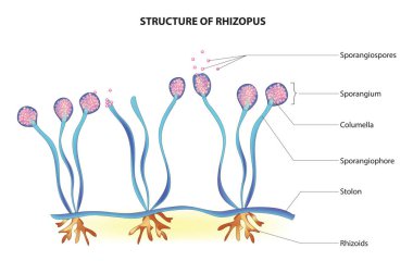 Rhizopus anatomisi, Rhizopus diyagramı, Rhizopus yapısı