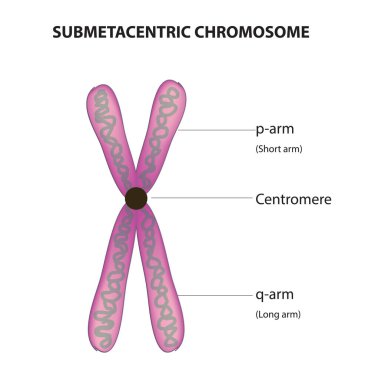 Anatomy of submetacentric chromosome clipart