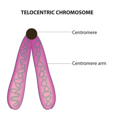 telocentric chromosome with centromere clipart